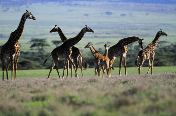 Œuvre contemporaine nommée « Troupeau de girafe kenya. 2 », Réalisée par DOMINIQUE LEROY