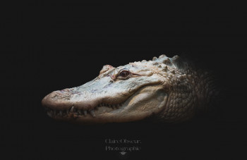 Œuvre contemporaine nommée « Crocodile Dundee », Réalisée par CLAIREOBSCUR.PHOTOGRAPHIE